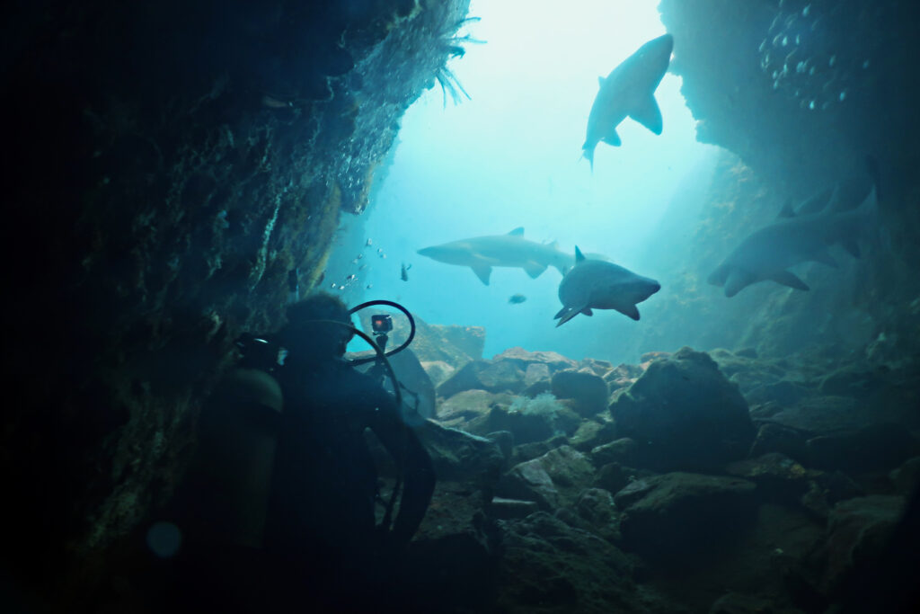 Diving with sharks